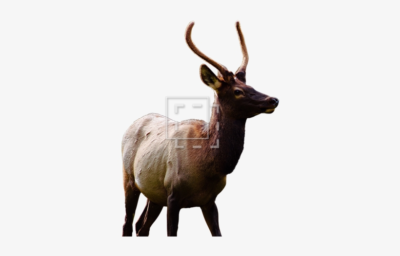 Elk, transparent png