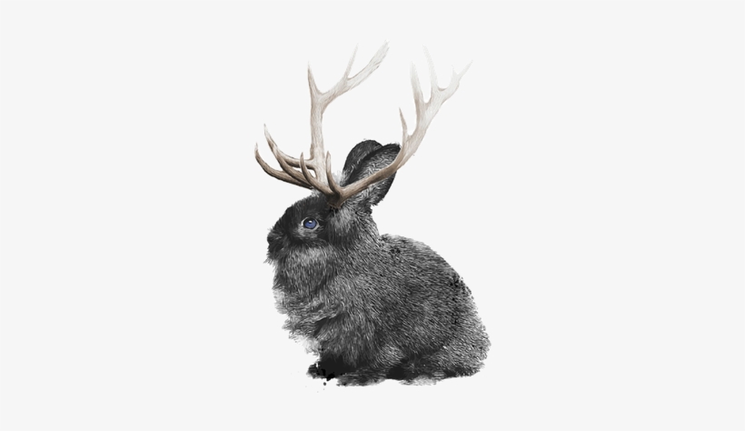 Bunny Elk Png 600px - Rabbit, transparent png