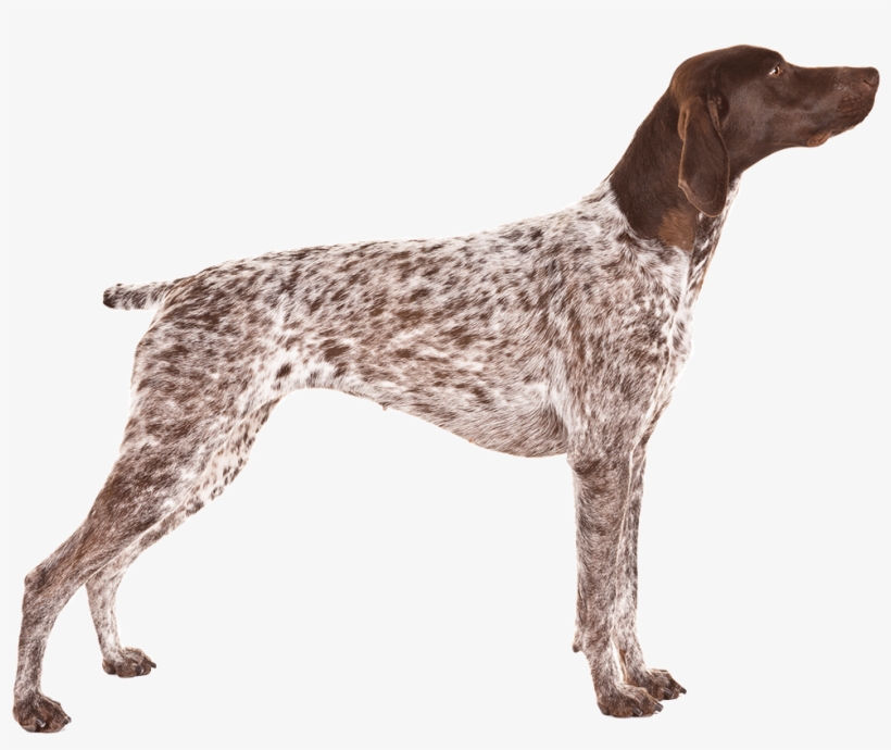 A German Shorthaired Pointer - German Shorthaired Pointer, transparent png