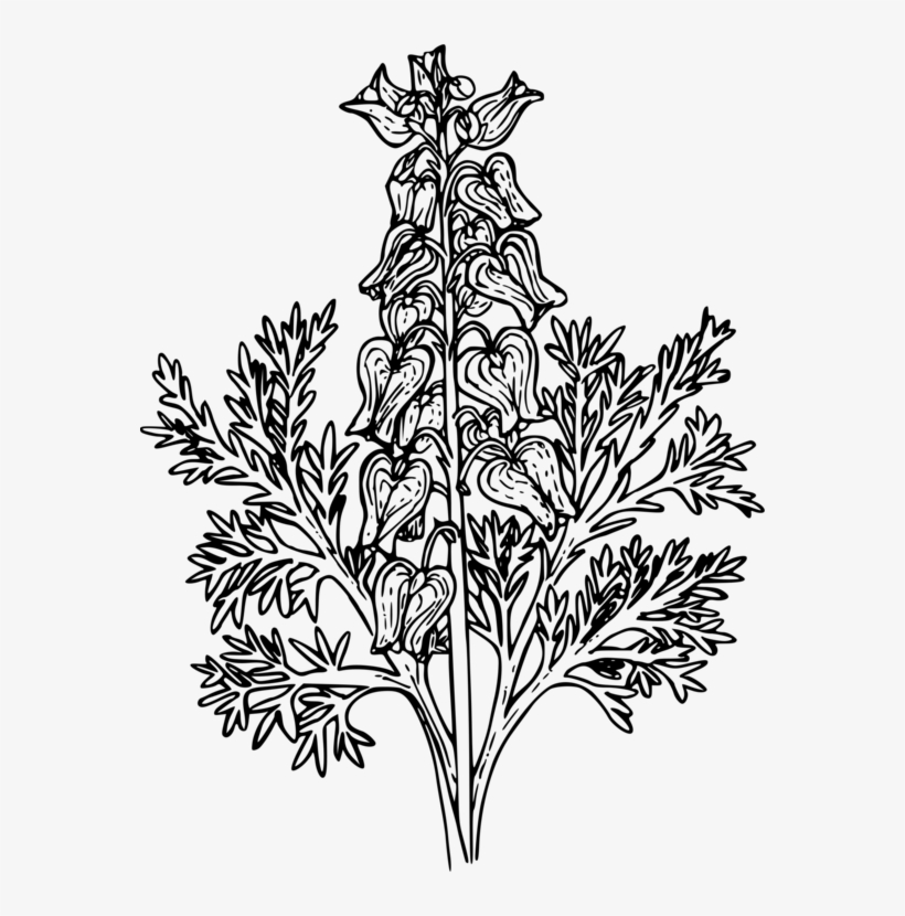 Asian Bleeding-heart Pacific Bleeding Heart Bleeding - Flor Corazon Sangrante Dibujos, transparent png