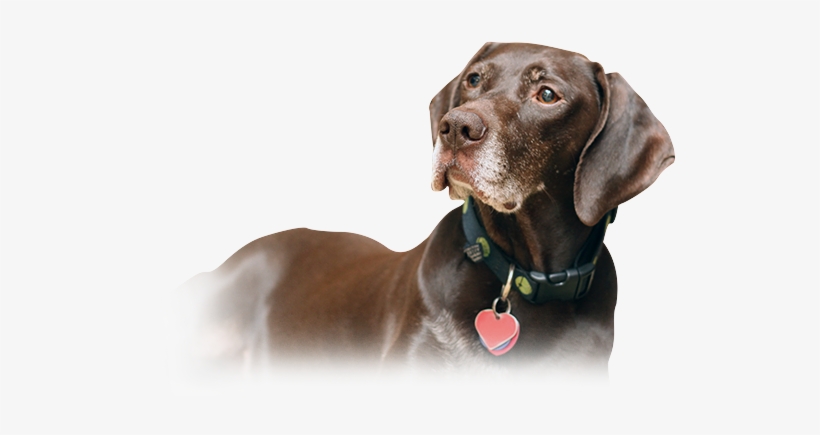 German Shorthaired Pointers Are Known For Their Intelligence, - German Shorthaired Pointer Png, transparent png