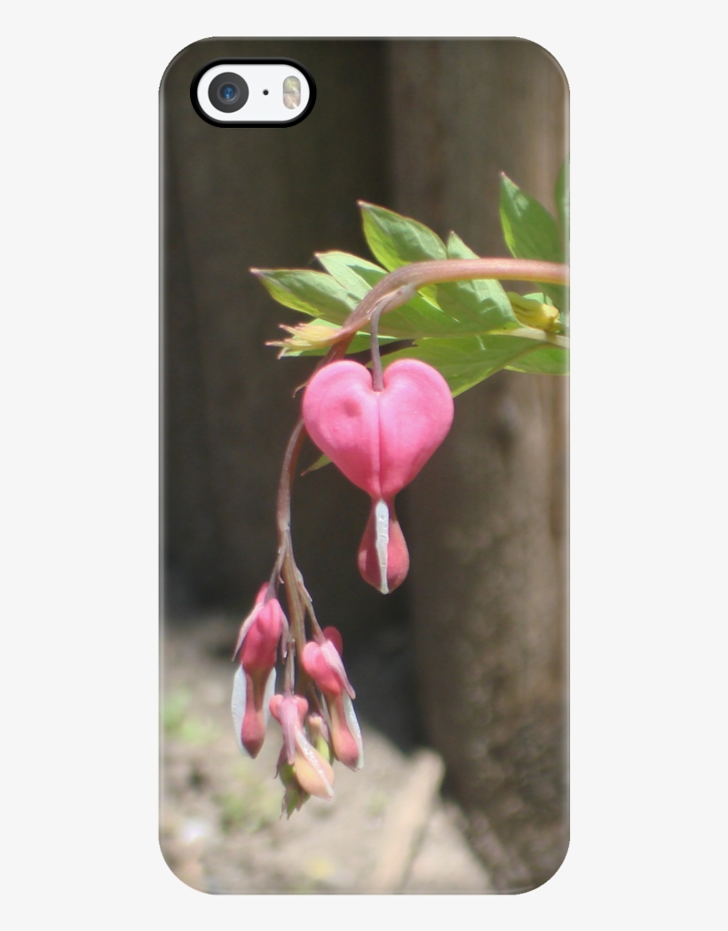 Bleeding Heart - Pacific Bleeding Heart, transparent png