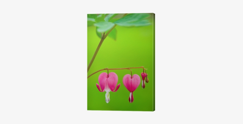 Bleeding Heart Flower - Evangelio 2016:comentado Día A Día - Manglano, José, transparent png