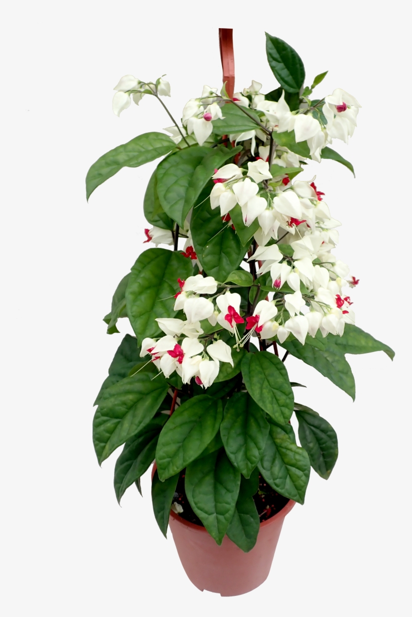 Vine, transparent png