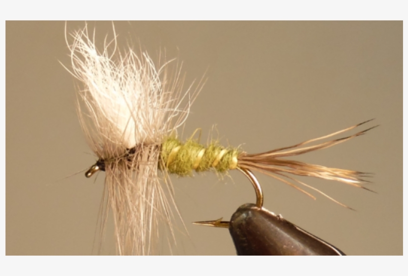 Colorado Green Drake - Insect, transparent png