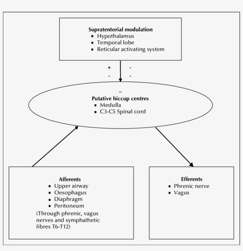 Physiology Of Hypothetical Hiccup Reflex Arc - Hiccup Arc, transparent png