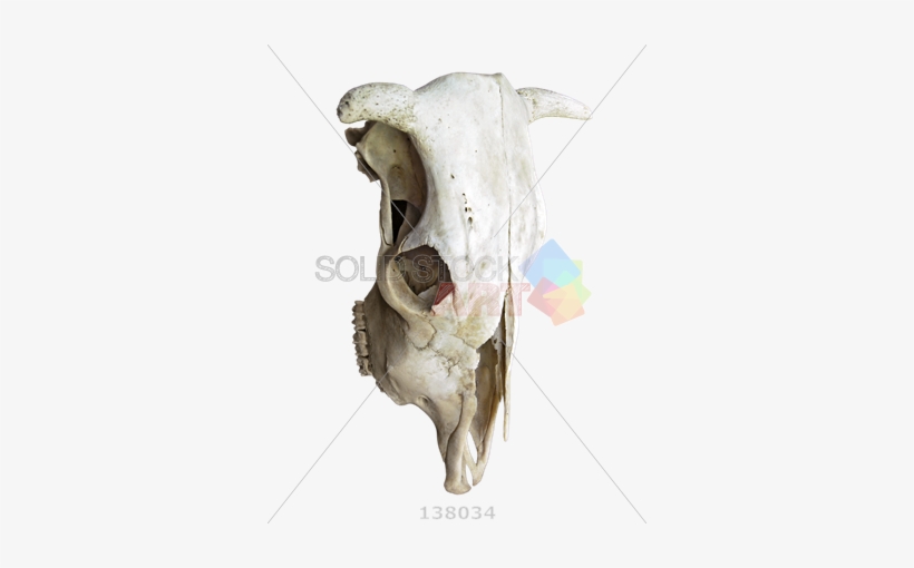 Skull, transparent png