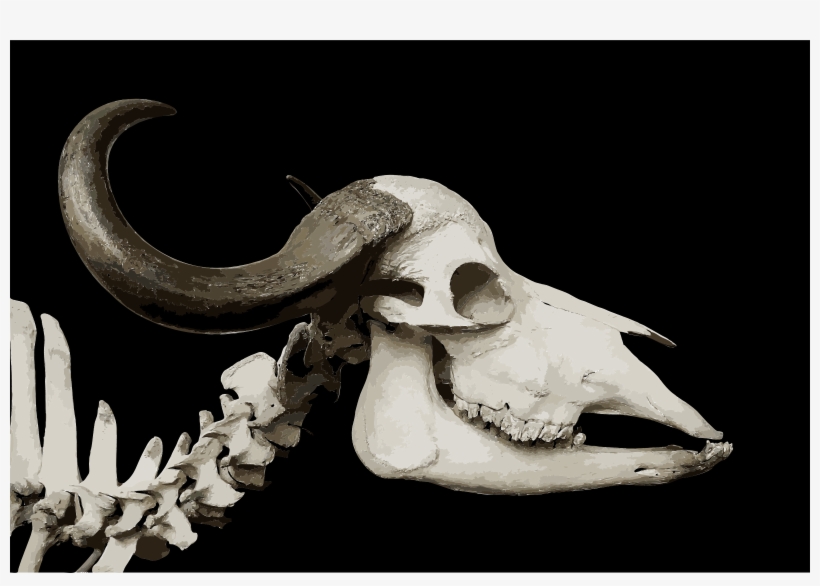 African Buffalo Skull Horn Bull Beef Cattle - Cattle Skull Throw Blanket, transparent png