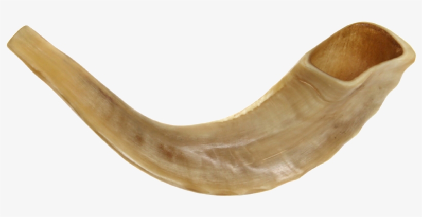 Banner Freeuse Download Png Transparent Images Pluspng - Kosher Ram's Horn Fully Polished Shofar Size 10"-12",, transparent png