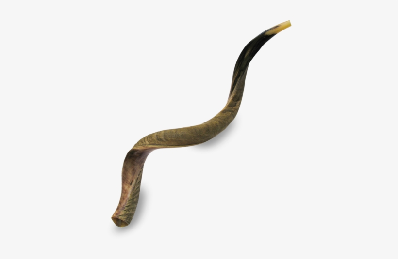 Picture Of Great Kudu Shofar - Extra Large Yemenite Shofar - Half Polished Half Natural, transparent png