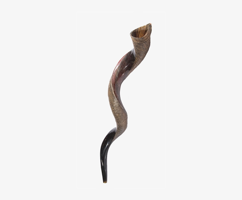Xxl Yemenite Shofar - Kudu, transparent png
