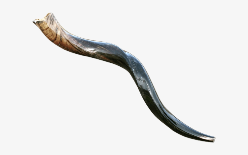 Medium Yemenite Shofar - Shofar Yemenite 25, transparent png