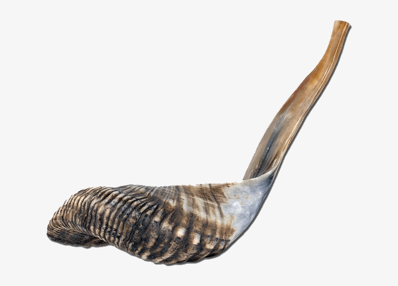 Rare Shofar From Israel Shell 650x650 PNG Download PNGkit