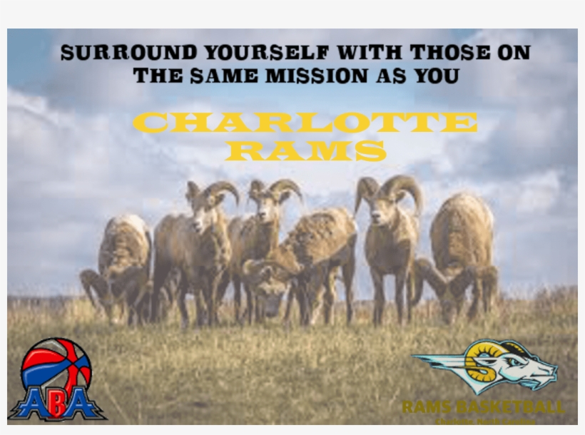 Click On The Rams Logo For Rams T-shirts - Bighorn Sheep Badlands, transparent png