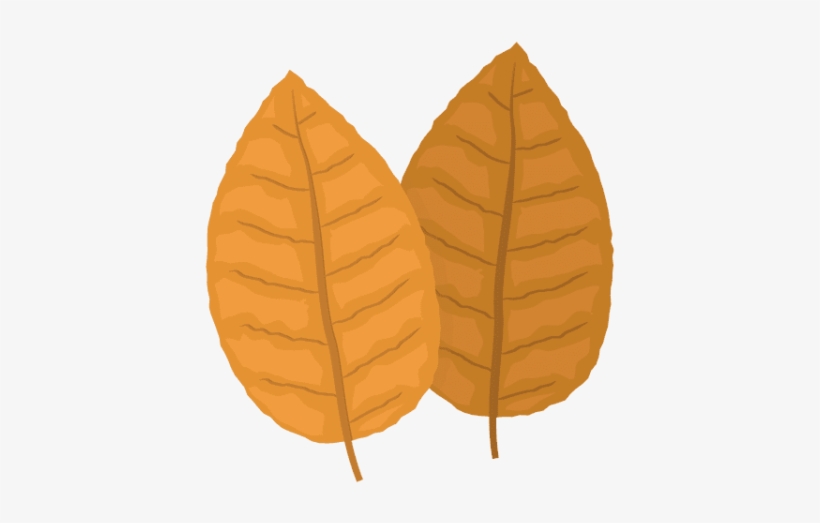 Free Png Tobacco Png Images Transparent - Tobacco Png, transparent png