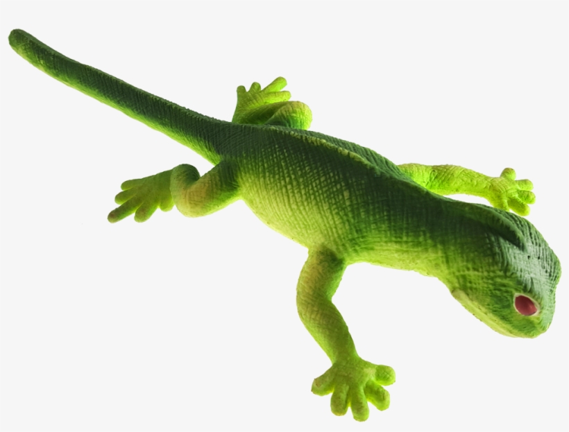 Lenny - Carolina Anole, transparent png