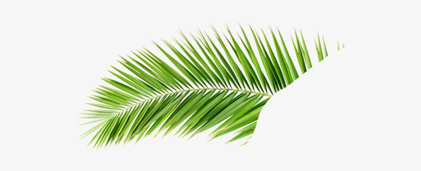 Png V A P - Hojas De Palmeras Png, transparent png