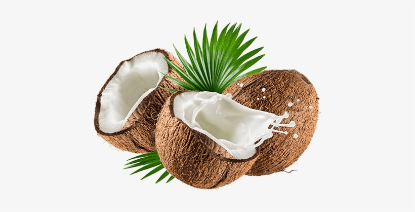 Palmera Aprox Altura Urutek - Z Natural Foods Coconut Milk Powder - Organic 5 Lbs, transparent png