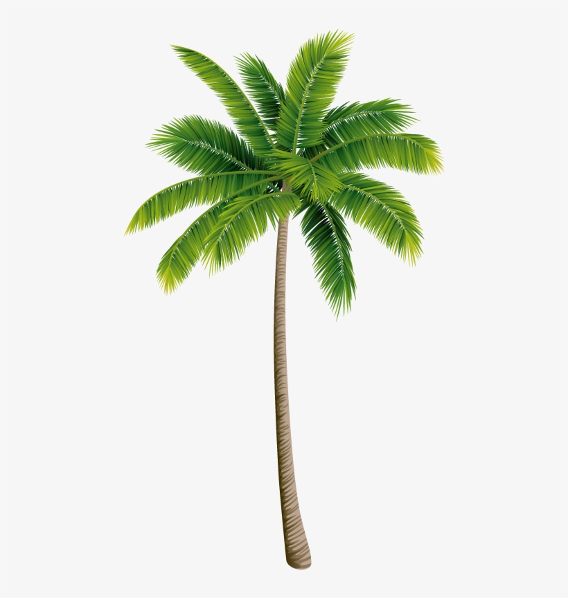 Love, ¿and If We Go From - 椰子 の 木, transparent png