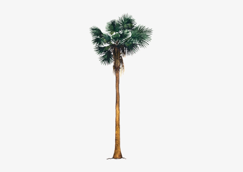 Palmera Washingtonia Robusta Png, transparent png