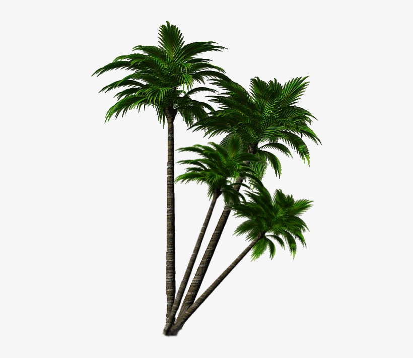 Imágenes De Palmeras - Roystonea, transparent png