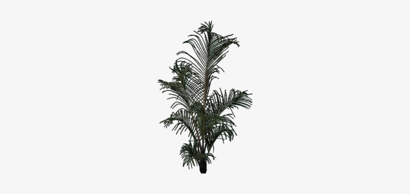 Attalea Speciosa, transparent png