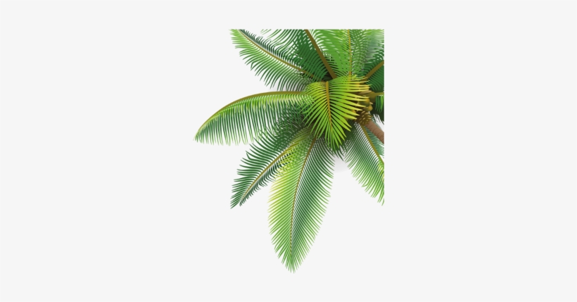 Palm Tree Clipart Png, transparent png