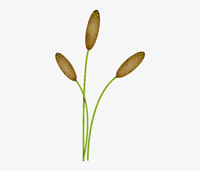 Free Cattails Png - Drawing, transparent png