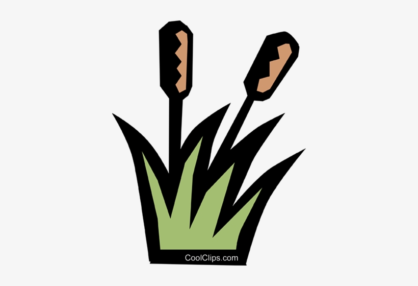 Cattails Royalty Free Vector Clip Art Illustration - Ourboox, transparent png