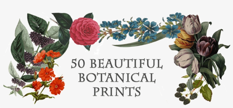 Beautiful Botanical Prints - Francois Herincq-callicarpa Japonica-1861 Lithograph,, transparent png