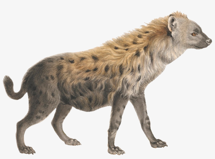 Hyena Png - Sheep Png, transparent png