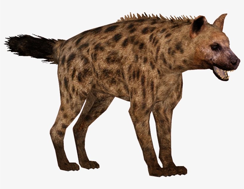 Hyena Png - Hyena Png Transparent, transparent png