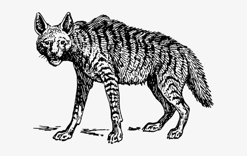 Hyena Drawing - Hyena Clipart Black And White - 600x438 PNG Download