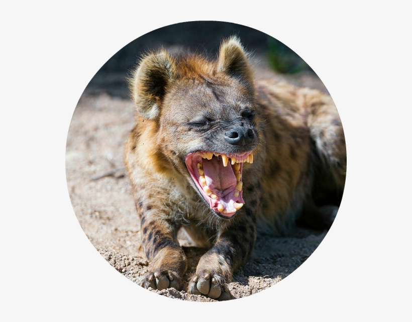 Hyena-laugh 3 - Cheetah Predators, transparent png