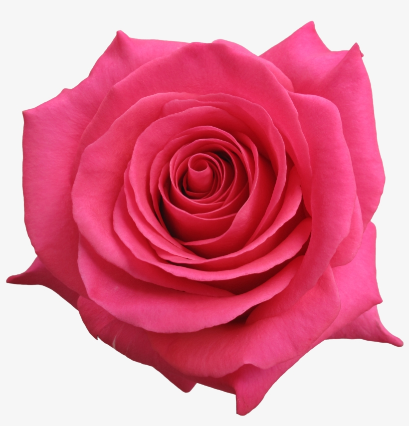 Rose Pink Floyd - Rose, transparent png