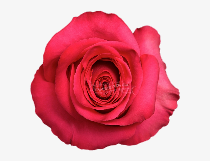 Pink Floyd, transparent png