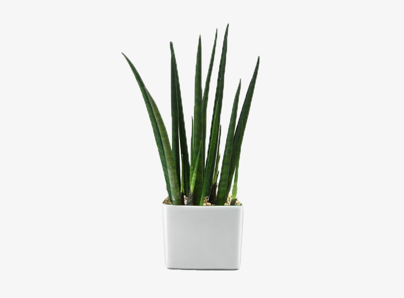 Rent A Plant Main - Houseplant, transparent png