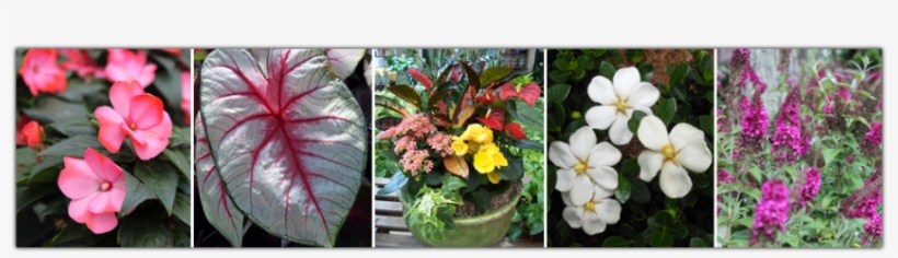 Come By The Nursery For Our Free Plant Lists, Care - Homewood Nursery & Garden Center, transparent png