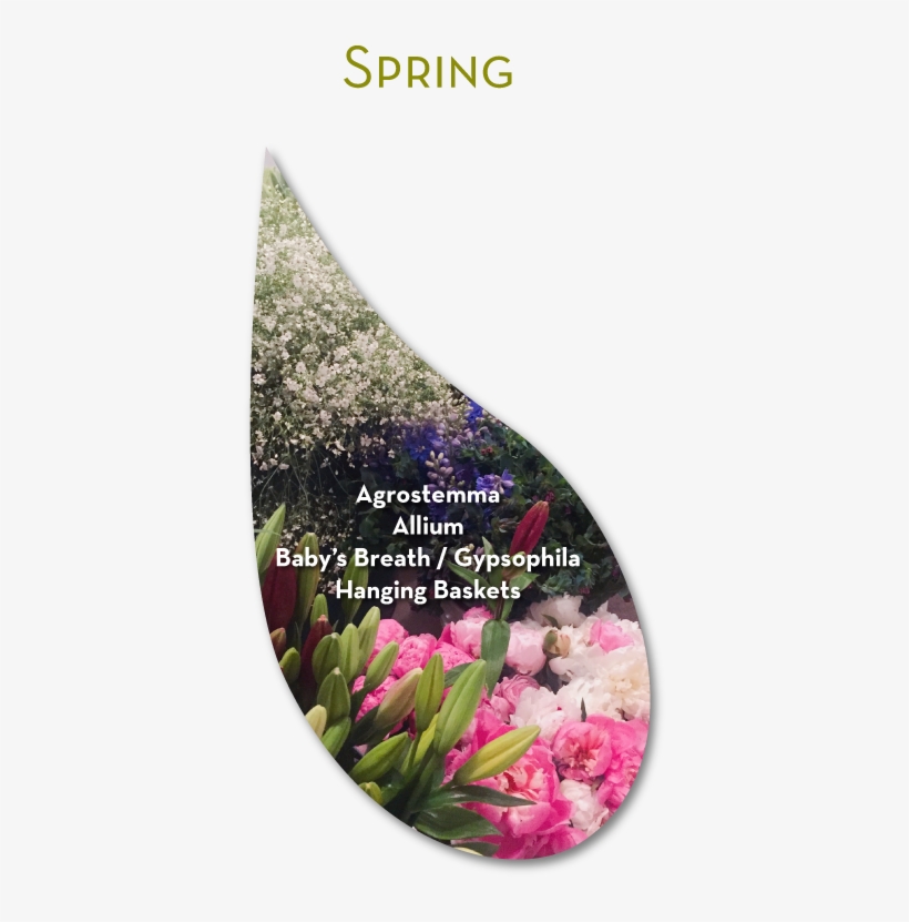Flowchartspring - Colorado, transparent png