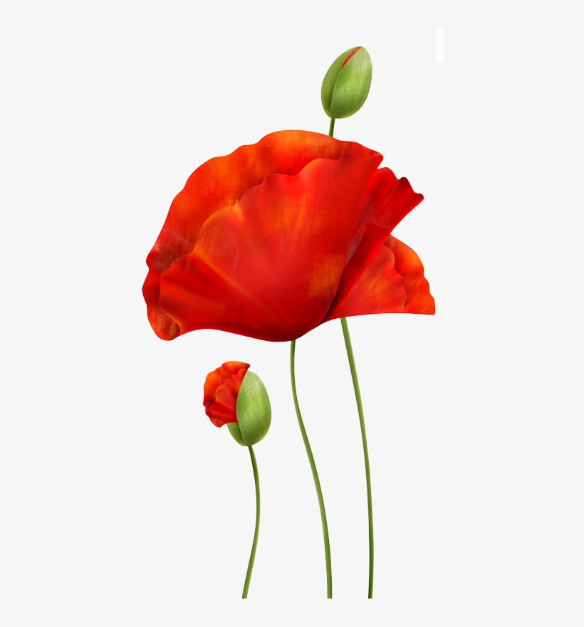 Poppies - Poppie Png, transparent png