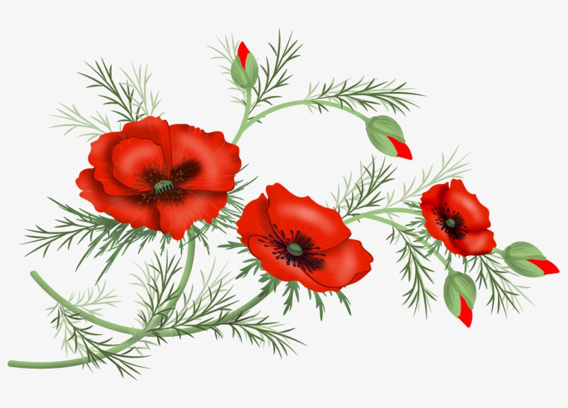 Flowers Poppy Png Malowanki Pinterest Decoupage And - Jpeg, transparent png