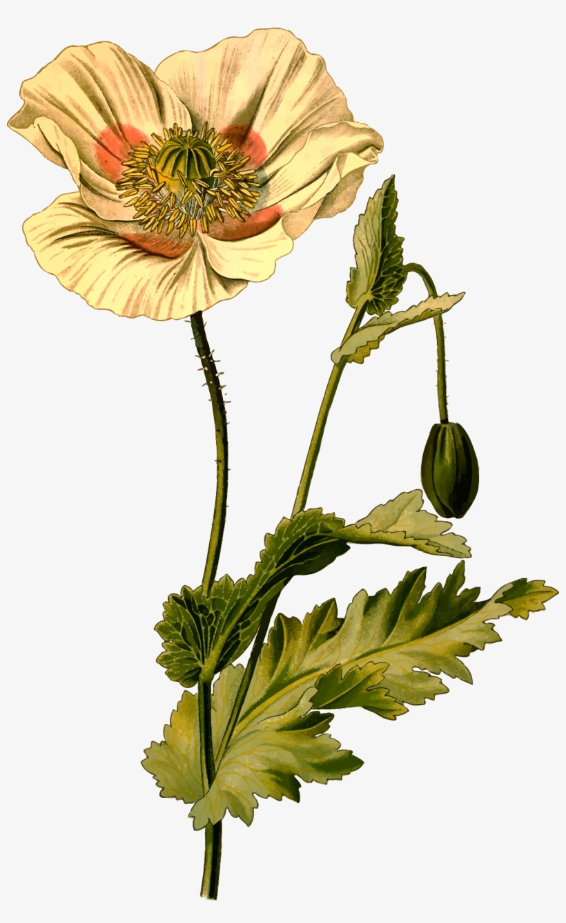 This Free Icons Png Design Of Opium Poppy, transparent png