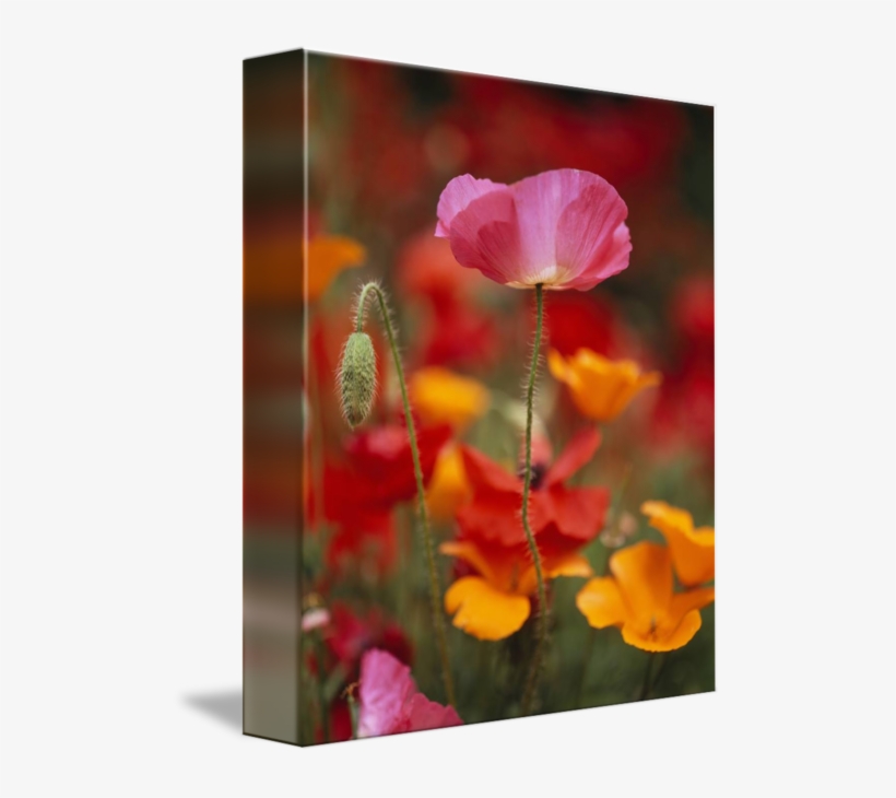 Iceland Poppies Papaver Nudicaule In A Field - Iceland Poppies Fidalgo Island Washington State Rolled, transparent png