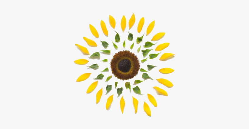 Photography Cute Cool Omg Flower Colors Yellow Transparent - Disassembled Flower, transparent png