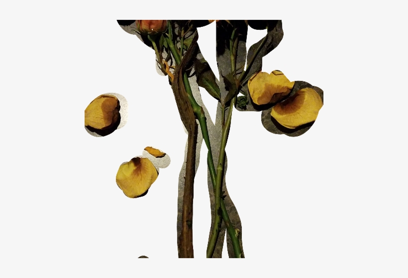 Gambel Oak, transparent png