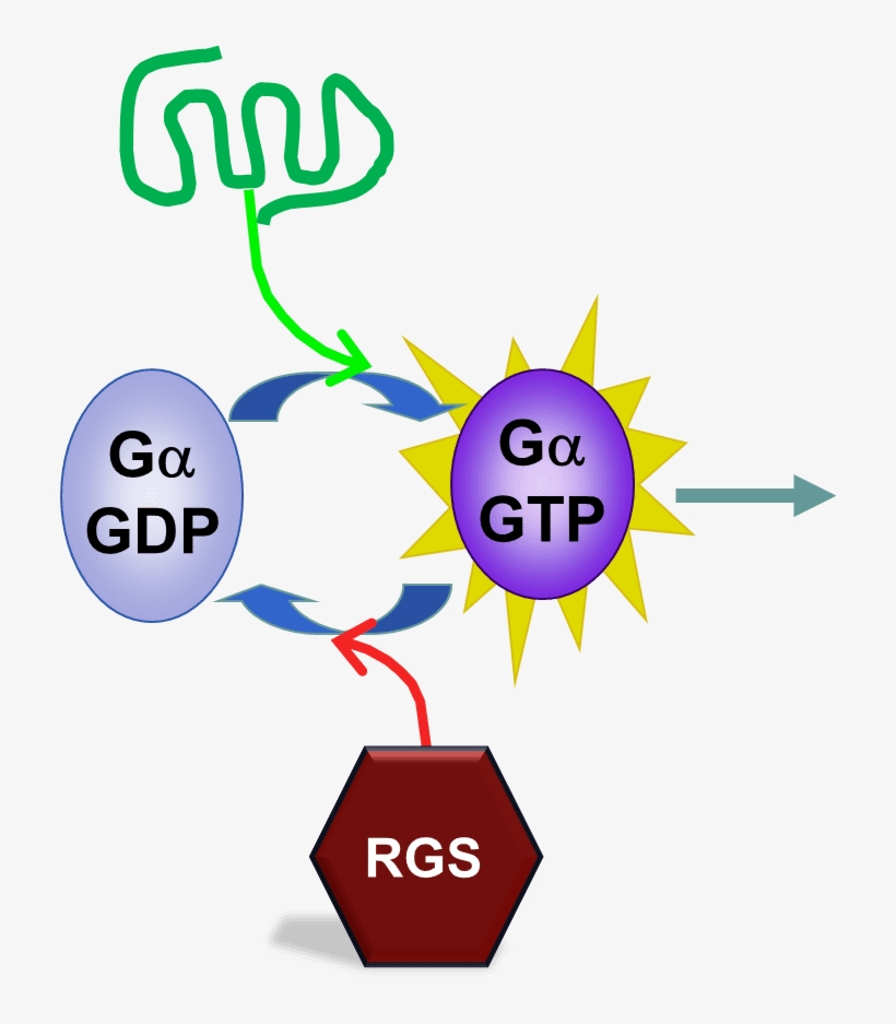 University Of Georgia, transparent png