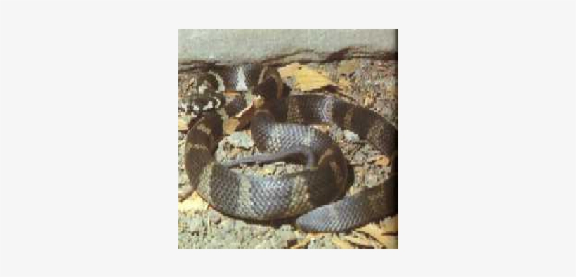 Stephen's Banded Snake - Snakes, transparent png