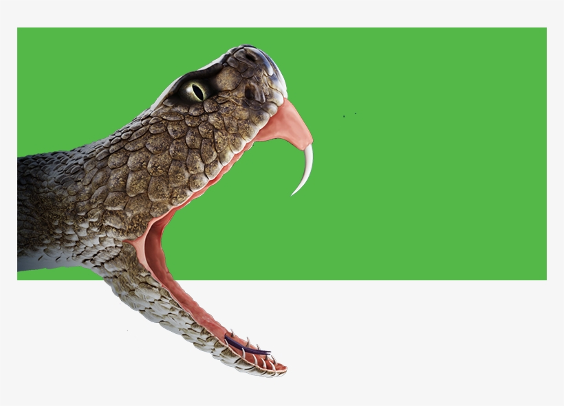 Rattlesnake Clipart Venomous Snake - Crofab, transparent png
