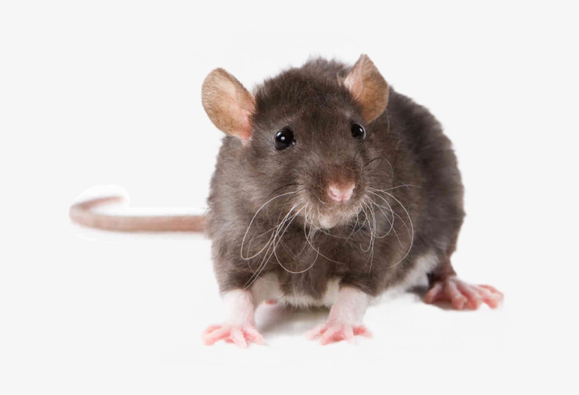 Pest Control Rat, transparent png