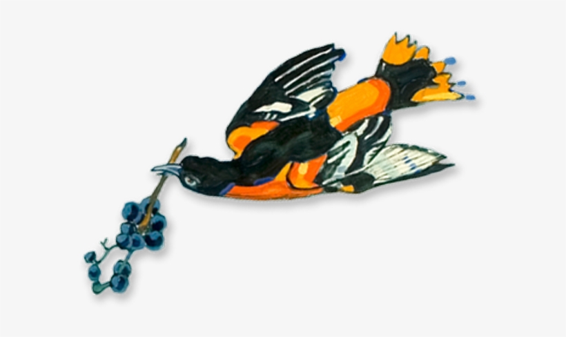 Orange - " - Illustration, transparent png